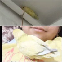 کوتوله لیمویی گمشده