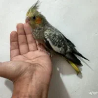 2عددجوجه عروس هلندی ۷۰روزه سرلاکی|پرنده|صفادشت, |دیوار