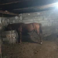 اسب نر ۴ساله