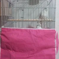 فروش‌یک‌جفت‌عروس‌هلندی‌آلبینو