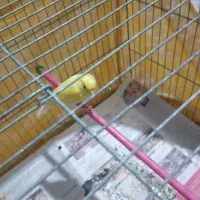 قناری طلای مست مست|پرنده|قدس, شهرقدس|دیوار