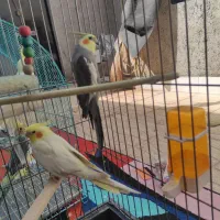 پرنده عروس