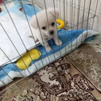 سگ ماده|سگ|یزد, |دیوار