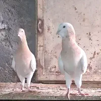 ساده .دم سفید .طوقی .چپ