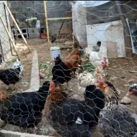 مرغ محلی تخم گذار