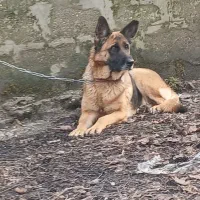 سگ ژرمن ۲۰ماهه بسیار باهوش ودهن پاک واگذاری