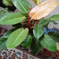 گیاه های اپارتمانی