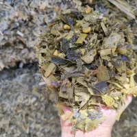 علوفه ذرت کشت اول