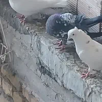 فروش حدود ۲۵عدد کبوتر پرشی