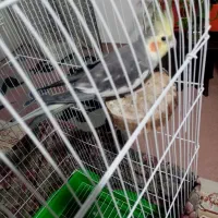 یک جفت عروس هلندی سخنگو