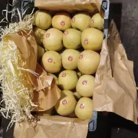 سیب دو ردیف|خوردنی و آشامیدنی|مهاباد (آذربایجان غربی), |دیوار