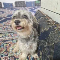 واگذاری سگ رایگان