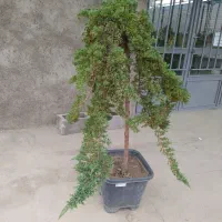 گل بیرونی