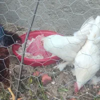 خروس زینتی و خانگی|حیوانات مزرعه|مهریز, |دیوار