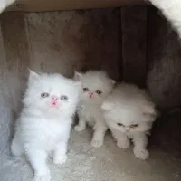 گربه پرشین با اصالت