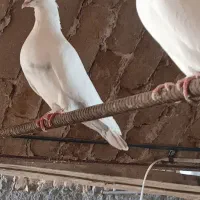 کبوتر رنگ پرش|پرنده|خنجین, |دیوار