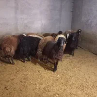 بره نر مناسب قربانی