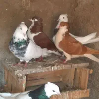 کبوتر رنگی