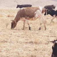 گاو گوساله ،گاو ابستن ، گاو نر پروار