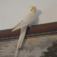 عروس هلندی سخنگو