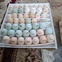 ایام سمانی تخم نطفه دارجوجه مرغ وخروس اصیل