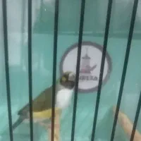 فنچ گلدین|پرنده|مشگین شهر, |دیوار