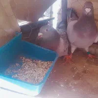 نروماده پلاکی عالی