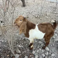 بزغاله پاکستانی