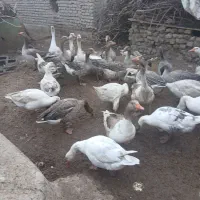 بط محلی یا غاز محلی به فروش می رسد ده تا