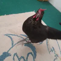 مرغ لاری، لاکندزی، گلین|حیوانات مزرعه|شاهین‌شهر, سعدی شمالی|دیوار