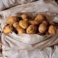 سیب زمینی دامی سرخانه بدونه جوانه