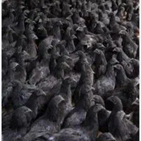 جوجه بومی دم طلا|حیوانات مزرعه|تهران, آسمان|دیوار