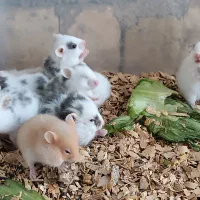 همستر سوری سالم و دوست داشتنی