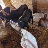 گاو نر|حیوانات مزرعه|رشت, آتشگاه|دیوار