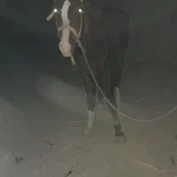 اسب اسیل کورد سیلمی|اسب و تجهیزات اسبسواری|سراوان, |دیوار