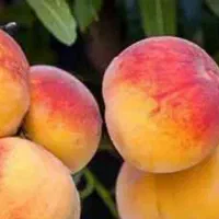 پیش فروش نهال هلو جوادی|خدمات باغبانی و درختکاری|فرخ‌شهر, |دیوار