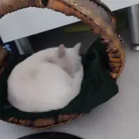 واگذاری گربه چشم رنگی