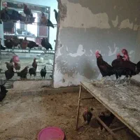 خروس محلی در شهرک برق