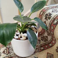 یک عدد گل زیبا و سالم کاملا طبیعی