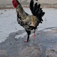 مرغ وخروس گلین محلی