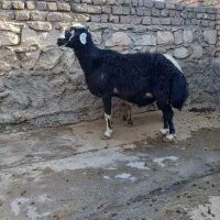 یک راس قوچ|حیوانات مزرعه|طرهان, |دیوار