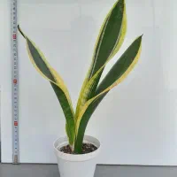 سانسوریا|گل و گیاه طبیعی|تهران, بنی‌هاشم|دیوار