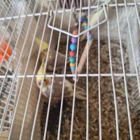 عروس هلندی ماده