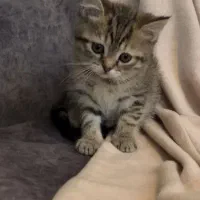 بریتیش تبی گلد|گربه|تهران, دانشگاه شریف|دیوار