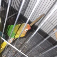 طوطی برزیلی