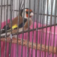 سهره نر