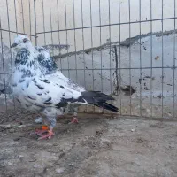 کفتر|پرنده|بندرعباس, |دیوار