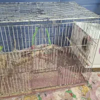 عروس هلندی|پرنده|نورآباد, |دیوار