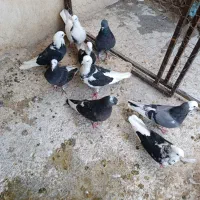 کبوتر فروشی|پرنده|اصفهان, باغ فدک|دیوار