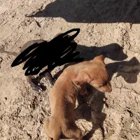 تول سگ المان بسیار باهوش